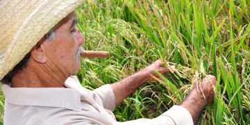 producción-arrocera