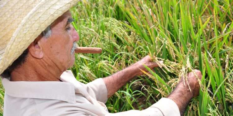 producción-arrocera