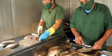 komares-minindustria