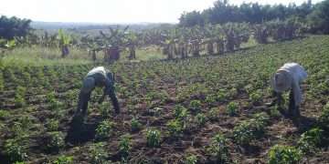 control-tierra-mariel