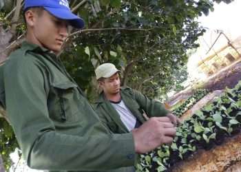 La producción de capa oscura se cumplió al 96 %, y entregaron a la industria 22 toneladas de hojas añejadas