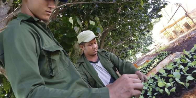 La producción de capa oscura se cumplió al 96 %, y entregaron a la industria 22 toneladas de hojas añejadas