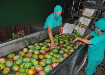 Afianzada La Güireña como exportadora