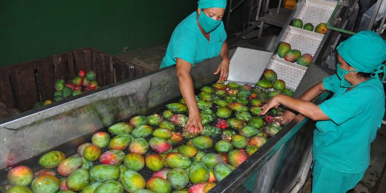 Afianzada La Güireña como exportadora