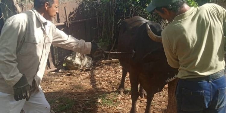 Control y legalidad en la gestión pecuaria y de la tierra