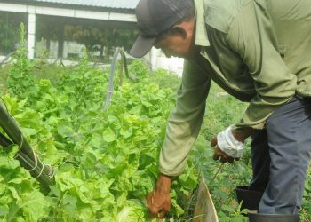 En-0.25-ha-de-organoponico-han-cultivado-tomate-col-lechuga-habichuela-pepino-entre-otros-productos