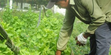 En-0.25-ha-de-organoponico-han-cultivado-tomate-col-lechuga-habichuela-pepino-entre-otros-productos