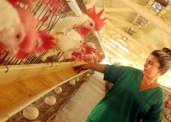 Avicultores por la dicha de contar y contar