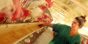 Avicultores por la dicha de contar y contar