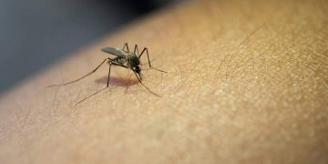 Pendiente Artemisa al virus Fiebre de Oropouche