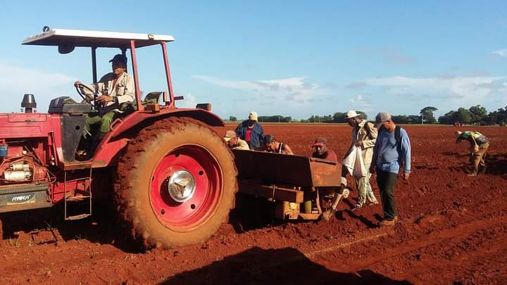 Güira de Melena destaca en la producción de alimentos 