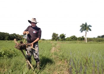 Arroz Popular: mientras más, mejor