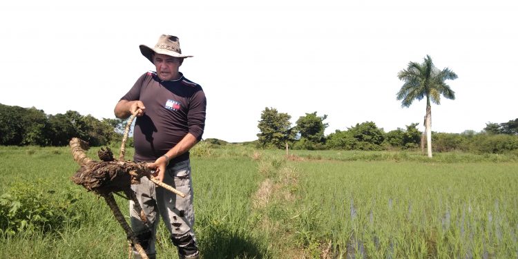 Arroz Popular: mientras más, mejor