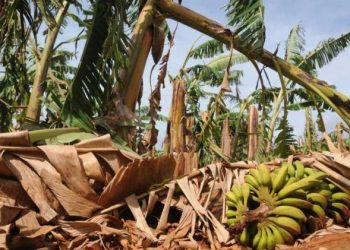 Afectaciones en la agricultura tras el paso de Helene