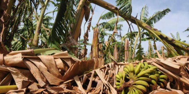 Afectaciones en la agricultura tras el paso de Helene