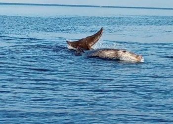 ballena-varada