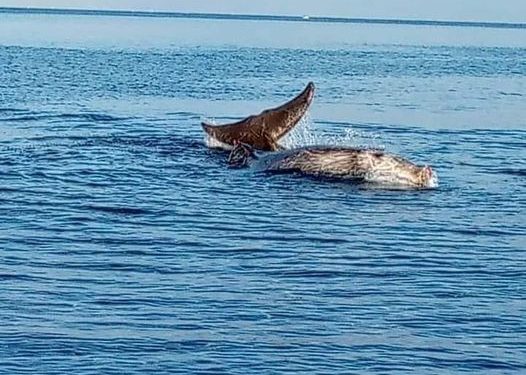 ballena-varada
