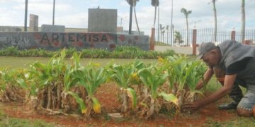 En la plaza laboran intensamente para que el día 26 los artemiseños festejemos el Aniversario 66 de la Revolución