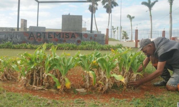 En la plaza laboran intensamente para que el día 26 los artemiseños festejemos el Aniversario 66 de la Revolución