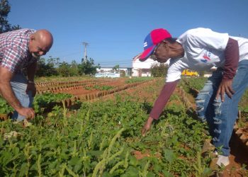 Primero desde el surco, en Artemisa