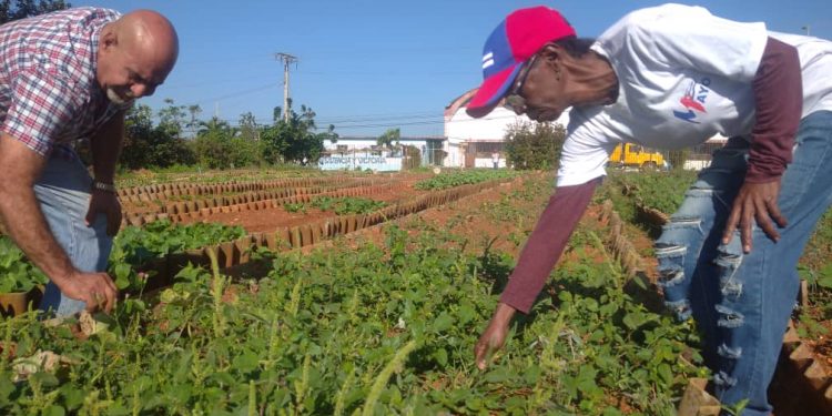 Primero desde el surco, en Artemisa