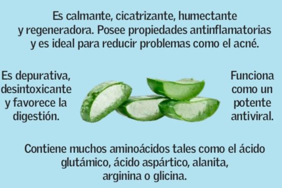 A lo natural: beneficios de la sábila