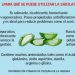 A lo natural: beneficios de la sábila