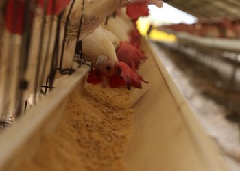 Con la productividad, también han mejorado los ingresos de los trabajadores