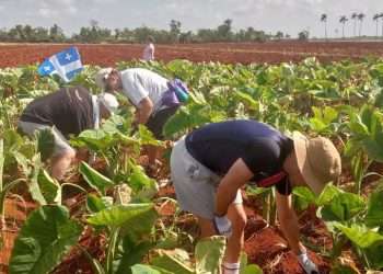 Llega desde Europa solidaridad y amor para la tierra de Villena