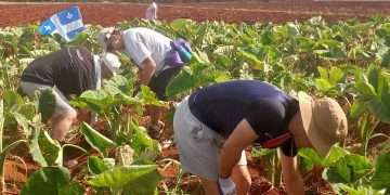 Llega desde Europa solidaridad y amor para la tierra de Villena