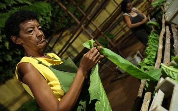 campana-tabacalera-artemisa-13