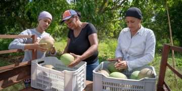 fruticultoras-caimito