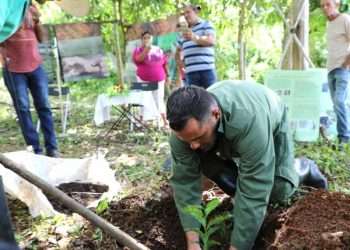 Campaña cafetalera trae buenas nuevas para Angerona