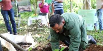 Campaña cafetalera trae buenas nuevas para Angerona