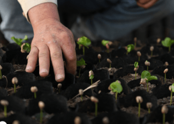 Los frutos del vivero tributan a varias unidades y a la propia empresa