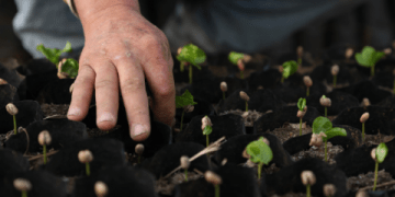 Los frutos del vivero tributan a varias unidades y a la propia empresa