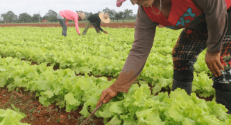 Electricidad y soberanía alimentaria a debate