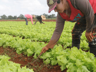 Electricidad y soberanía alimentaria a debate