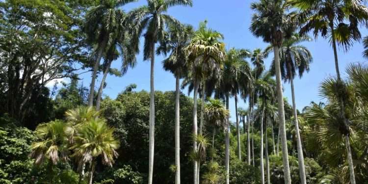 Vegetación cubana