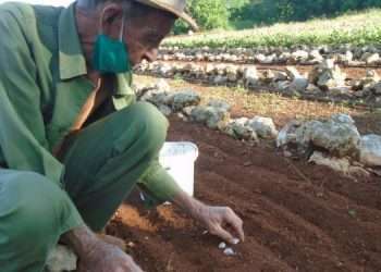 Producción de alimentos, una prioridad en San Antonio