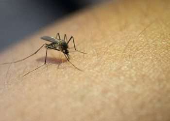 Interesante: ¿más mosquitos en verano?