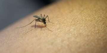 Interesante: ¿más mosquitos en verano?