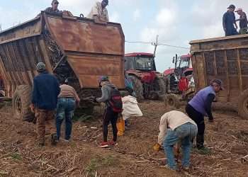 El sector cañero azucarero, sin parar tras la zafra