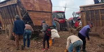El sector cañero azucarero, sin parar tras la zafra