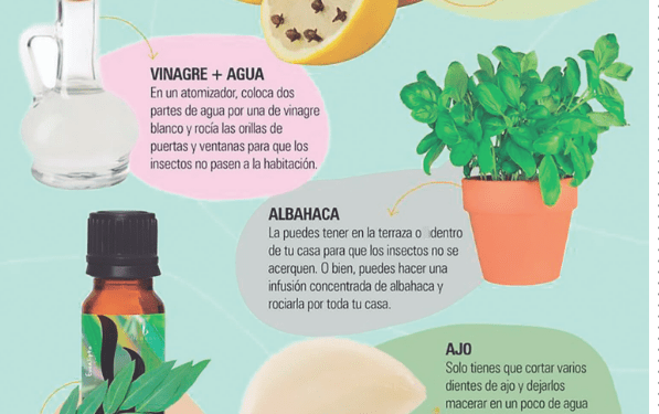 A lo natural: repelentes naturales contra los mosquitos