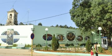 Caimito en los dones generosos de Cuba