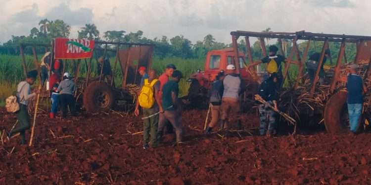 Contribución a siembra de caña en Zona Lincoln