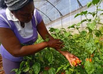 Ventajosa propuesta en Cítricos Ceiba