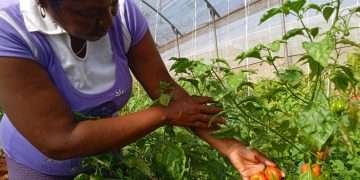 Ventajosa propuesta en Cítricos Ceiba