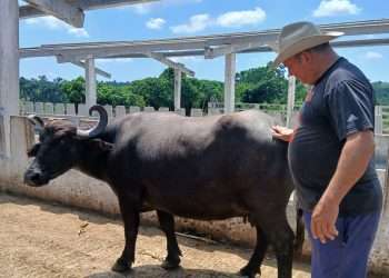 progreso-ganadero-mariel